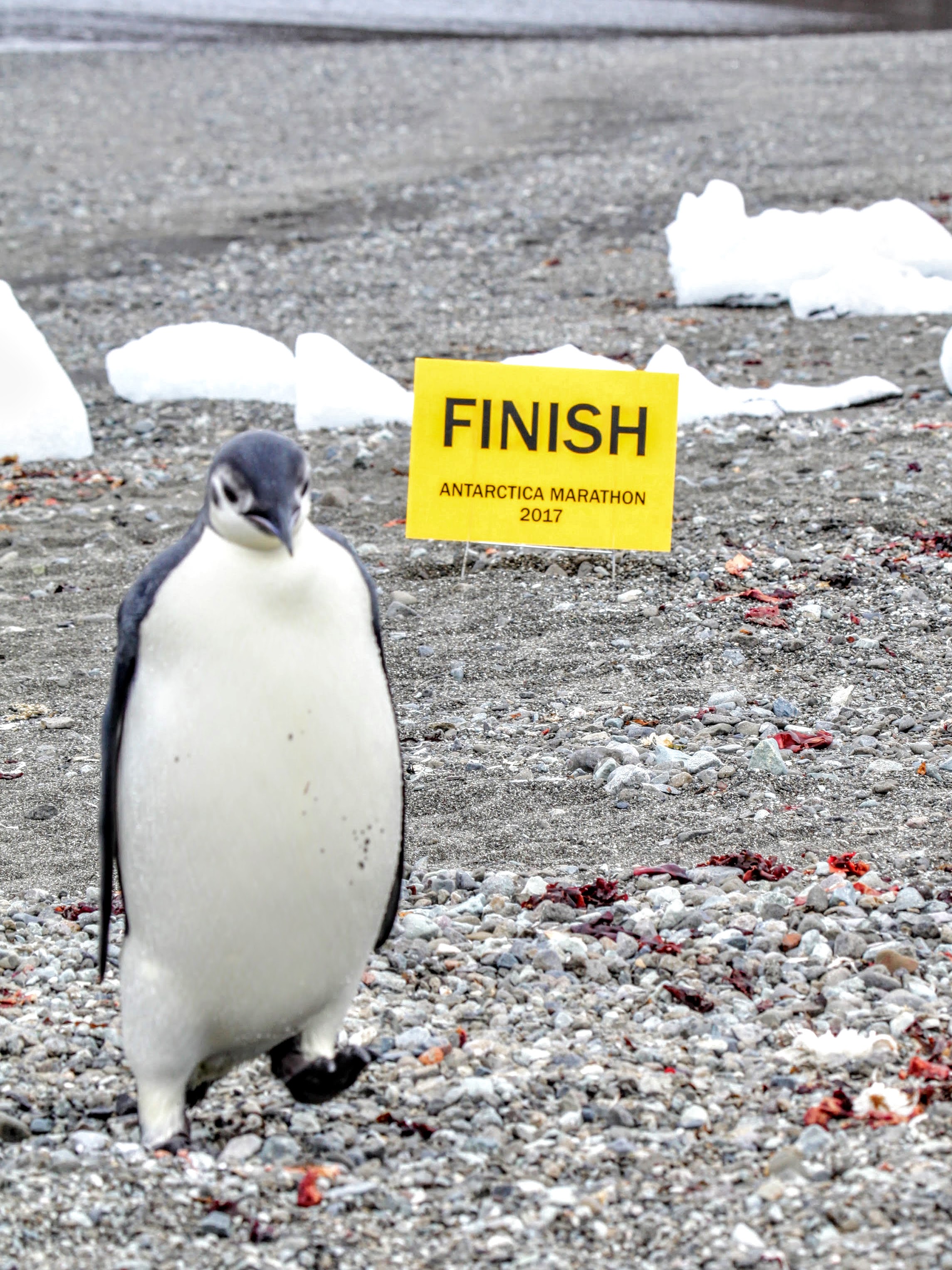 2017 Antarctica Marathon Results